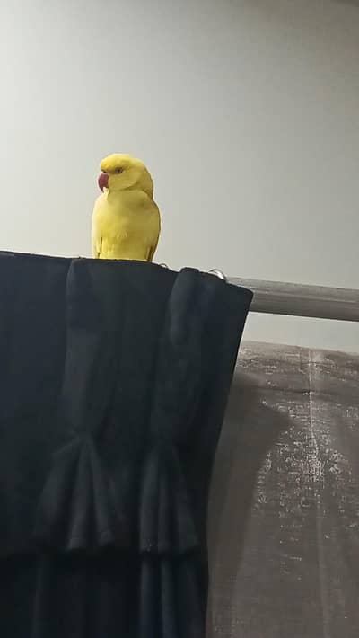 Beautiful Yellow Ringneck Parrot With 2 Cages