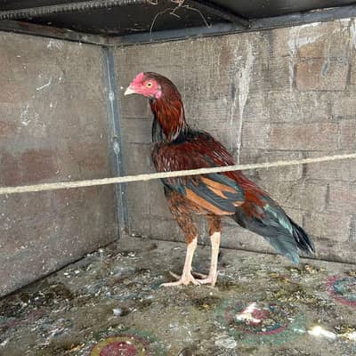 pure mianwali pair 9 to 10 months age