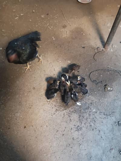 Hassel murgiya bachy golden messri murgiya murga for sale