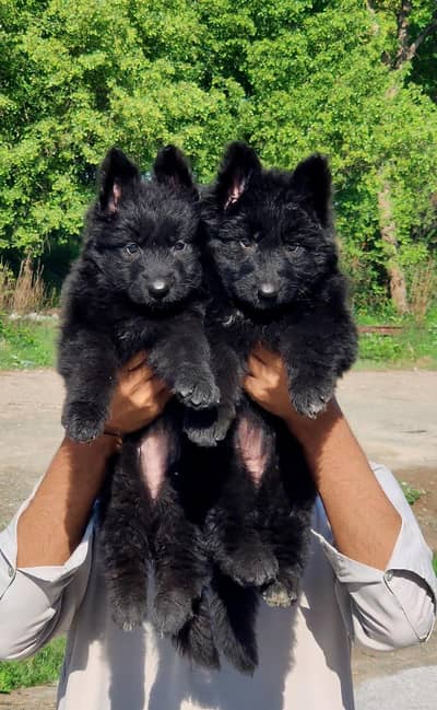 black German Shepherd long coat puppy for sale