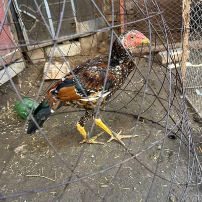 mianwali or heery ka cross hy only serious buyers rabta kry plz