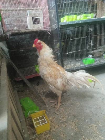 pure Mia wali blood line peela murga urgently for sale