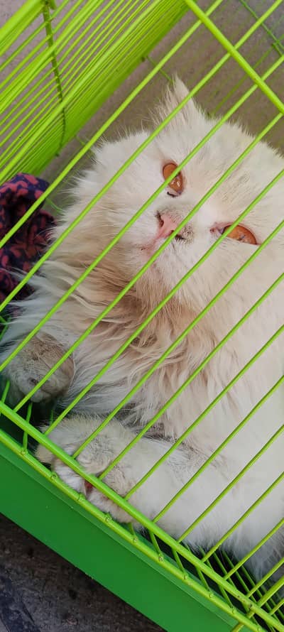 Russian Cat Colour Pure White