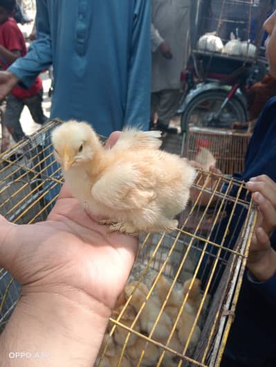 Golden buff 10day kids