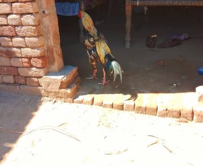 aseel Phatta For sale