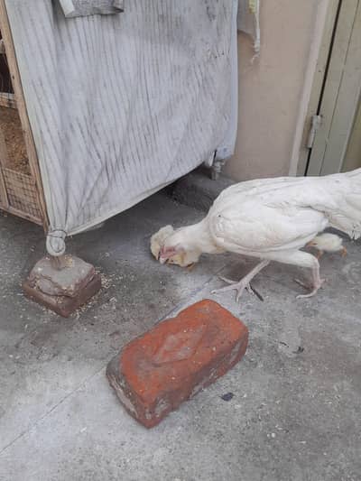 heera aseel female 5 chicks 03182025009