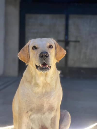 Female healthy Labrador for sale