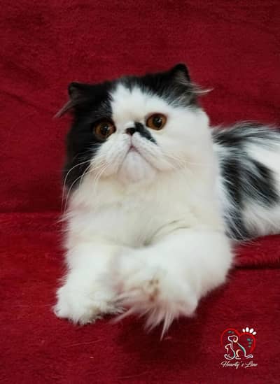 CFA Exotic long hair Persian male available