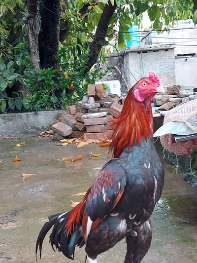 Quality amorha aseel