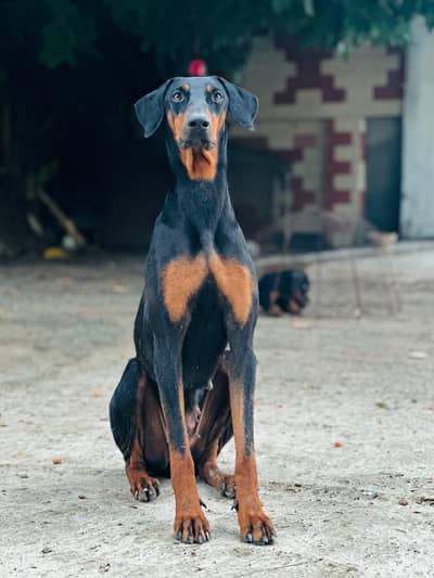 Doberman Breeder female