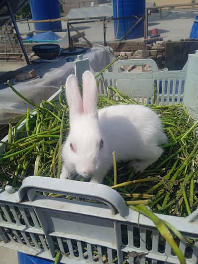 Rabbit Baby | Red Eyes| Pure white