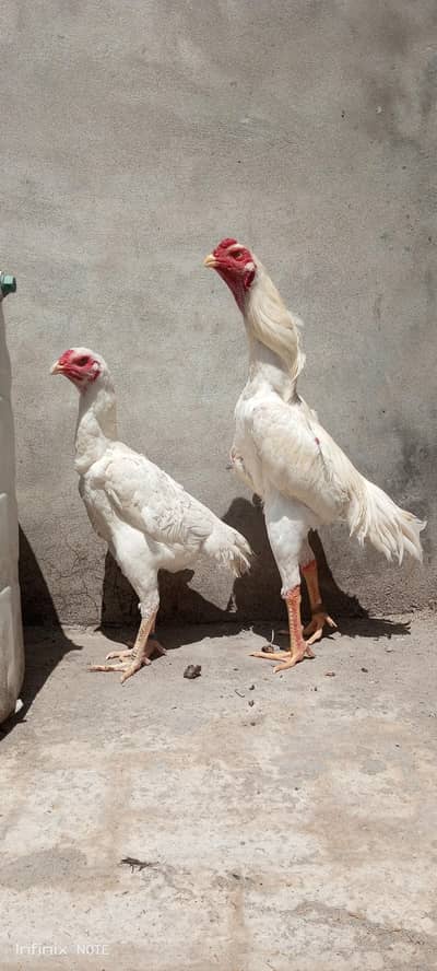 paper white shamo jora