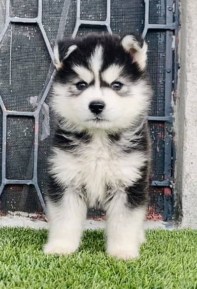 Siberian Husky Wooly Coat Pup