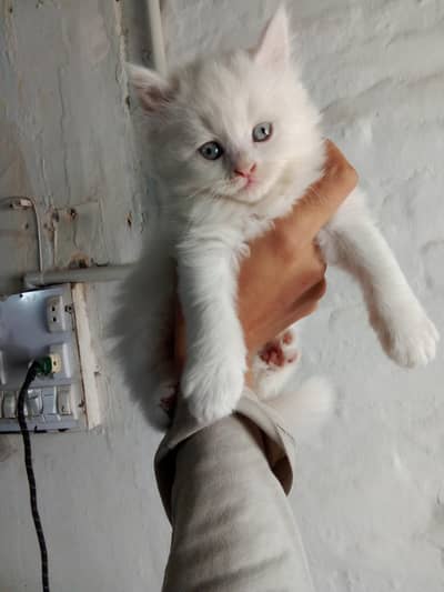 5 kittens for sale both females and 1 male