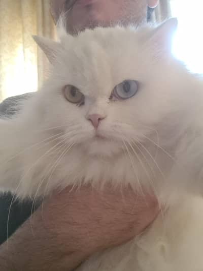 persian cat (ODD eyes]