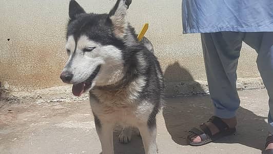 Siberian Husky Dog For Sell