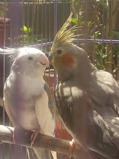 beautiful white cocktails  for sale