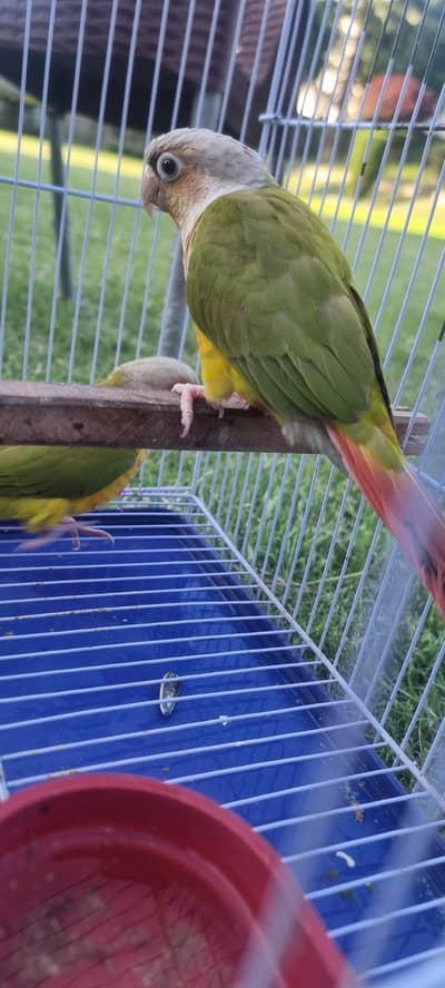 pinapple conure hand teamed pair