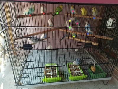 budgie pair Available read description