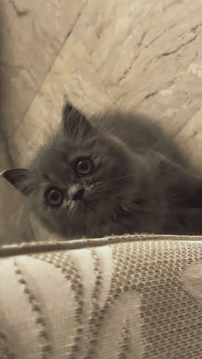 Persian Cat - Kitten