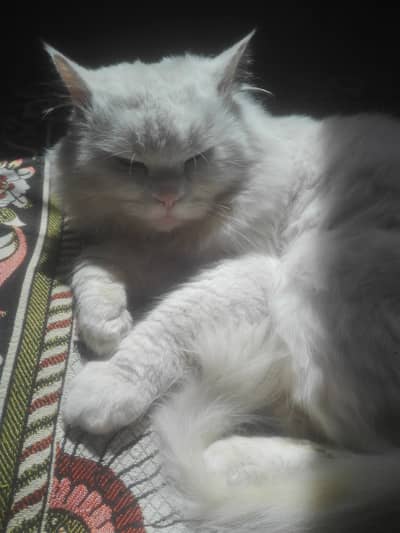 Persion Cat white color with beautiful long tail and 1 years old