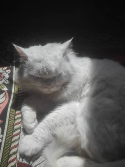 Persion Cat white color with beautiful long tail and 1 years old