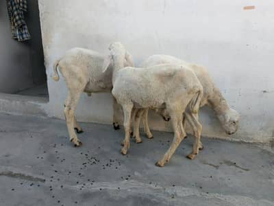 3 dumby for sale for qurbani 2026