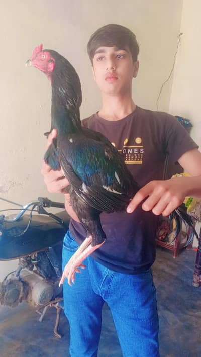 Aseel Mianwali Murgah