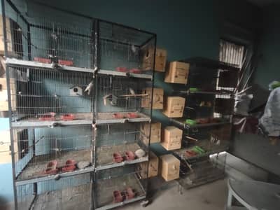 All Bird Cages for sale in okara.
