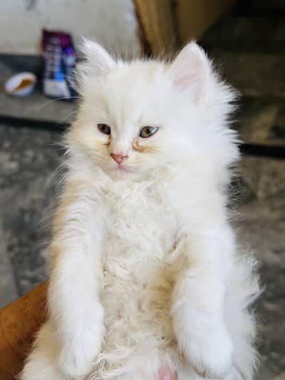 Cute russian cats 5 females one male . . .