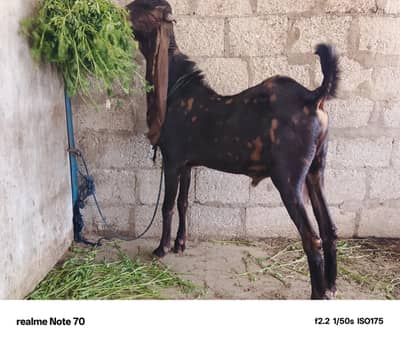 kamori ajraki for sale