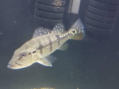 temensis peacock bass piece