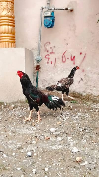 Aseel mianwali bohot Acha jora for sale .