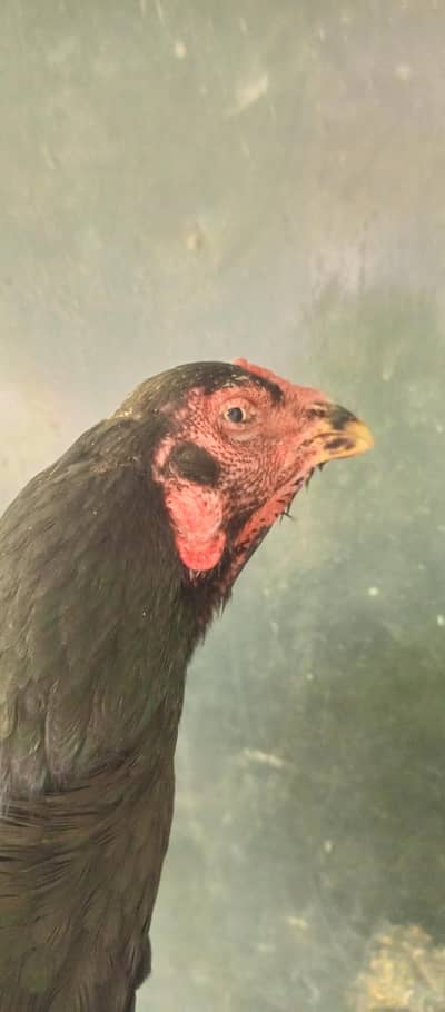 Muski madi for sale healthy and active