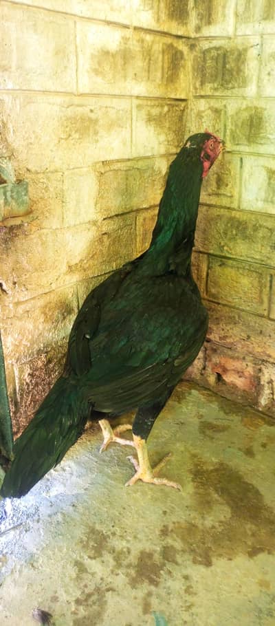 Muski madi for sale healthy and active