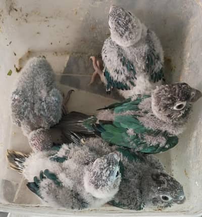 Blue turquoise chiks and Green Chick Conure