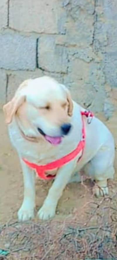 army dog centre purchesad