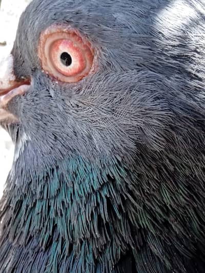 kala kamangar  breeder male