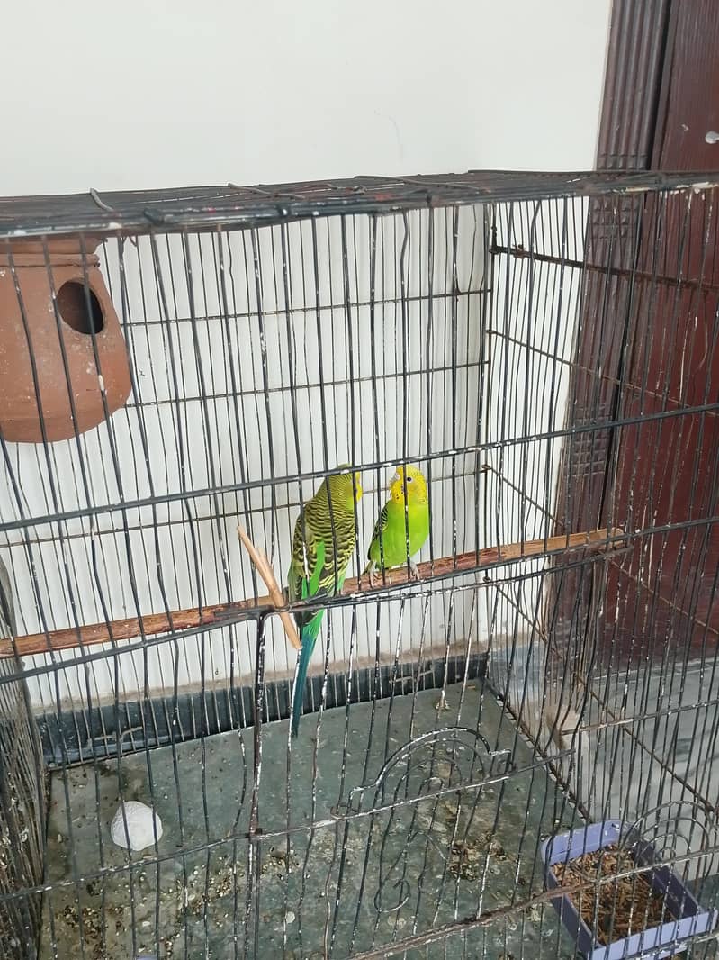 parrot 1