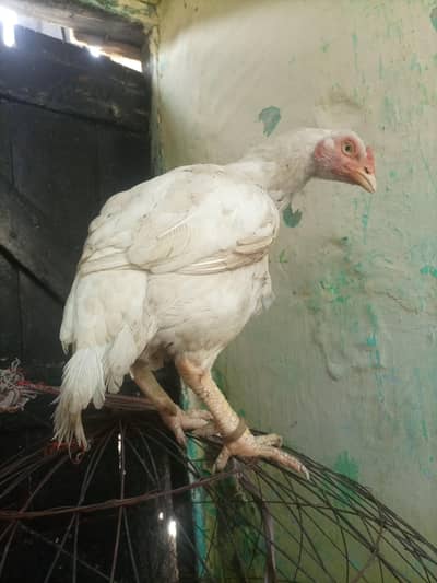 kanty wali heri murghi