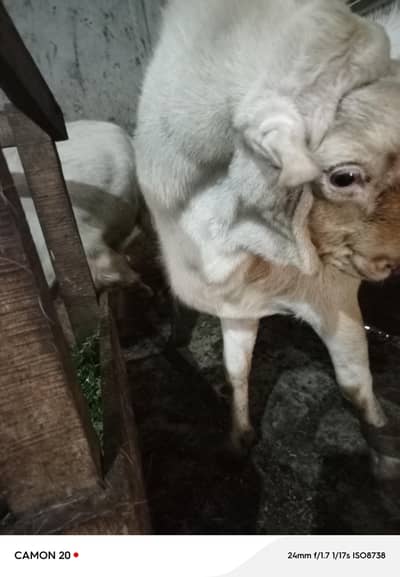 For Breading and Qurbani 2026