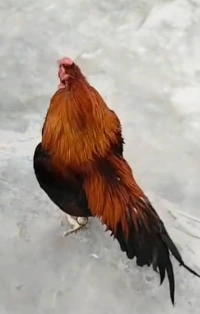 mianwali murga bhut acha murga hai ma shoq khatam kar rha hu