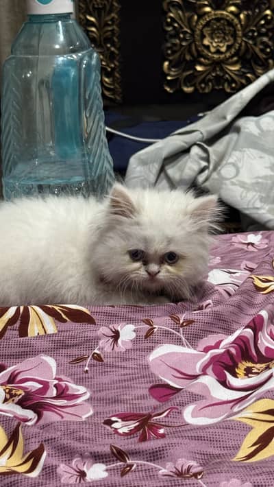 Extra long coat punch face persion cat kitten