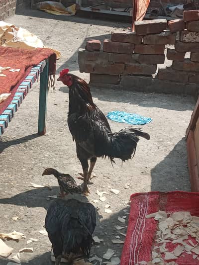 Thai or mian vali ka Cross ha