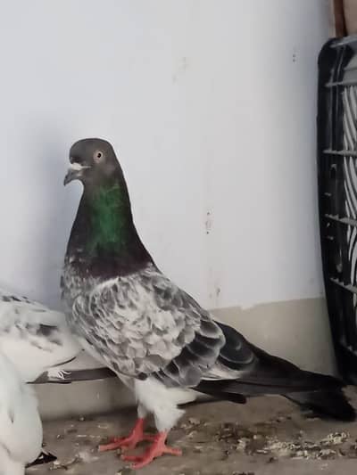 chapter breeder male hai hai or ek kale moo wali nasal ka male hai