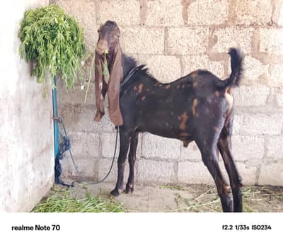 Breader Bakra for sale 2 dant