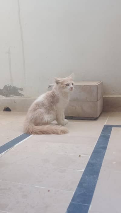 Persian cat for sale
