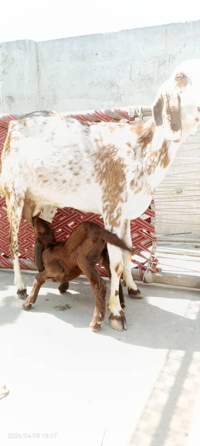 Desi Bakri With Beatal Bakra