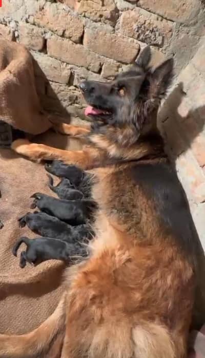 German Shepherd breeder female