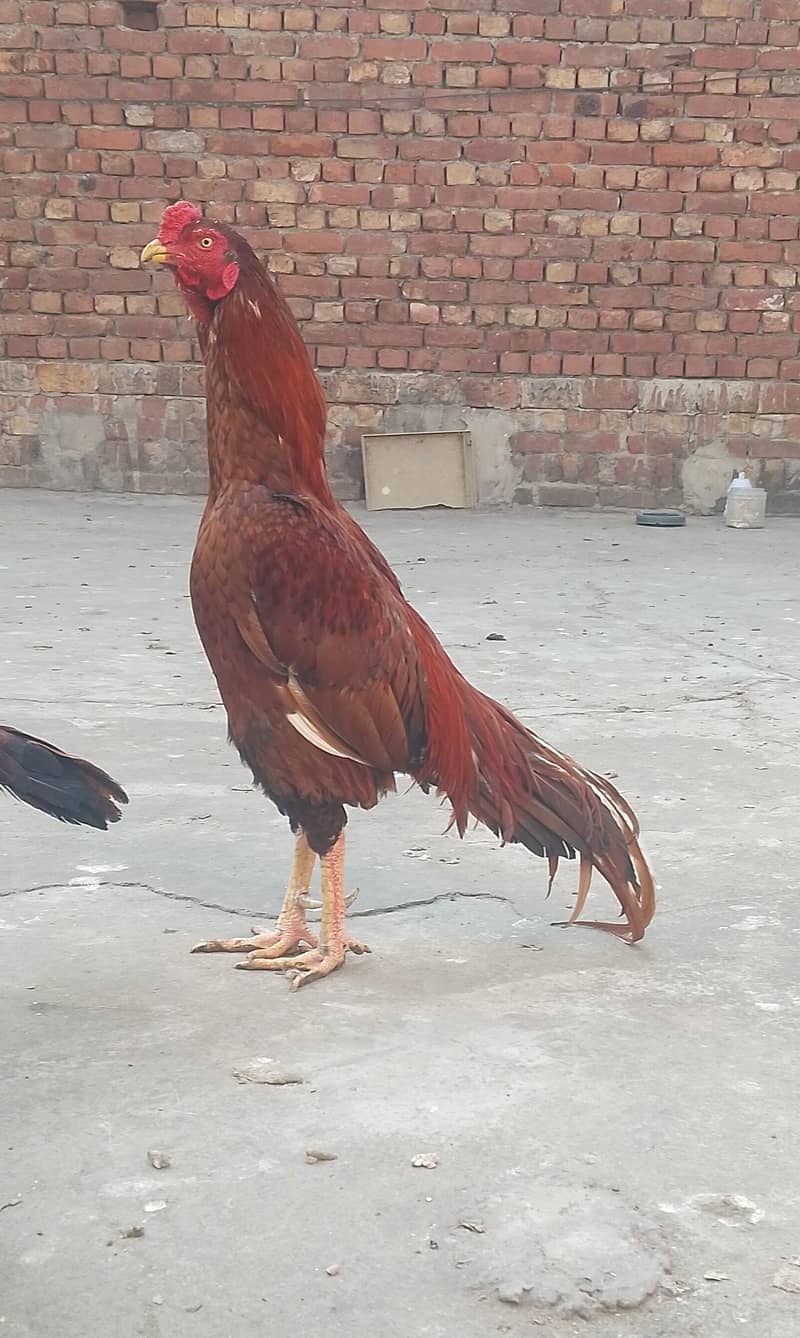 پیلا بریڈر 1